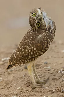 Bird Of Prey Collection: Burrowing owl (Athene cunicularia) rotating head, Arizona, USA