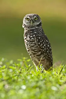 Owls Prints: Burrowing owl (Athene cunicularia) standing at burrow entrance, Cape Coral, Florida