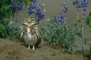 Owls Prints: Burrowing owl {Athene cunicularia} standing among Lupine flowers, Arizona, USA