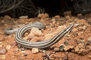 Burton's legless lizard (Lialis burtonis), near Yulara, Northern Territory, Australia