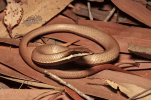 Images Dated 8th June 2021: Burtons legless lizard (Liasis burtoni) camouflaged in leaf litter