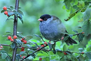 Sylviidae Prints: Bush blackcap (Lioptilus nigricapillus) perched in tree