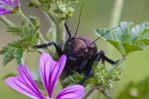 Bush cricket {Deracantha sp} on Mallow flower (Malva sylvestris) Bulgaria, May 2008