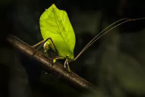 Nick Garbutt Gallery: Bush cricket / Katydid (Tettigoniidae ), female leaf mimic ovipositing into branch