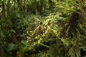 Bush cricket or katydid (Tettigoniidae) with spines, camouflaged amongst moss. Forest