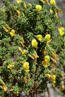 Legume Prints: Bush restharrow (Ononis natrix ramosissima) flowering on coastal sand dunes