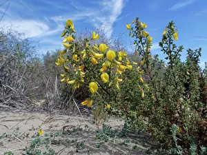 Legume Prints: Bush restharrow (Ononis natrix ramosissima) flowering on coastal sand dunes