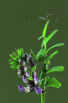 Rosanae Prints: Bush vetch (Vicia sepium) in flower, Dorset, England, UK. May. Studio shot