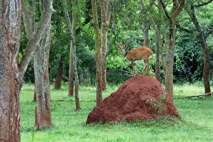Termite Mound Prints: Bushbuck (Tragelaphus scriptus scriptus) standing on top of large termite mound among trees