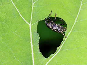 Rhinotia Prints: Butterbur weevil (Liparus glabrirostris) feeding on Butterbur leaf (Petasites hybridus)