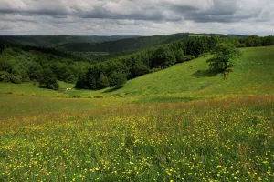 Images Dated 31st May 2009: Buttercups (Ranunculus acris) flowering in a meadow, Oesling, Ardennes, Luxembourg