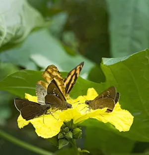 Heather Angel Prints: Butterflies and day flying moths feed from Loofah flower (Luffa cylindrica) and pick