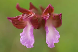 Images Dated 24th April 2008: Butterfly orchid (Anacamptis papilionacea) close-up of flower, Gargano National Park