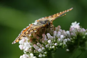 Butterflies Prints: Butterfly on plant, Arkhyz valley, western part of the Teberdinsky Biosphere reserve