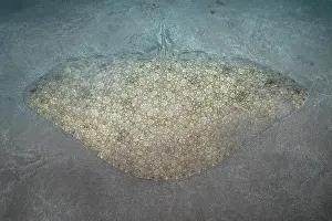 Rays Prints: Butterfly ray (Gymnura altavela) camouflaged on seabed