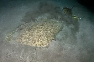 High Angle View Prints: Butterfly ray (Gymnura altavela) and Common stingray (Dasyatis pastinaca) camouflaged on seabed