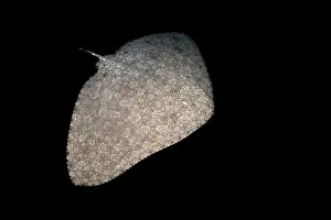 Nocturnal Prints: Butterfly ray (Gymnura altavela) swimming at night