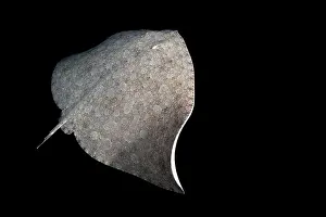 Nocturnal Prints: Butterfly ray (Gymnura altavela) swimming at night