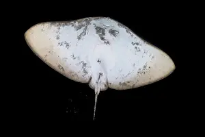 Nocturnal Prints: Butterfly ray (Gymnura altavela) swimming at night