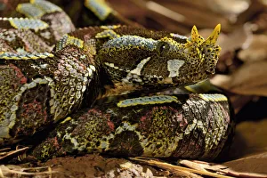 African Viper Gallery: Butterfly / Rhinoceros viper (Bitis nasicornis). Captive