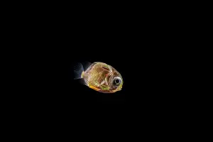 Butterflyfish (Chaetodon sp.) larvae swimming in open sea at night, Yap, Federated States of Micronesia, Pacific Ocean