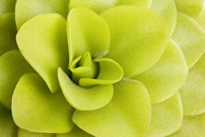 Green Gallery: Butterwort (Pinguicula gigantea) leaves, insectivorous plants, cultivated specimen