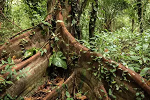 Colombia Prints: Buttress roots and forest undergrowth, Marimonda forest, Necocli, Colombia. January, 2022