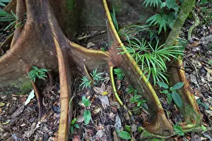 Forest Floor Prints: Buttress roots in rainforest, Malagufuk, West Papua. September, 2023