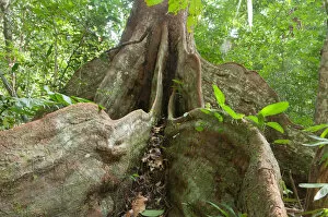 Central Africa Gallery: Buttress roots of rainforest tree, Loango National Park, Gabon