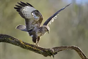 April 2021 Highlights Gallery: Buzzard (Buteo buteo) landing on branch in winter, Lorraine, France, February