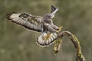 May 2021 Highlights Collection: Buzzard (Buteo buteo) landing on branch, winter, Lorraine, France, February