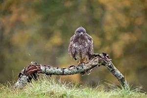 Looking Prints: Buzzard (Buteo buteo) perched on a branch in autumn, Lorraine, France. November