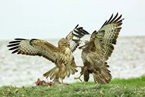 Buteo Prints: Two Buzzards (Buteo buteo) fighting over food, Marlborough Downs, Wiltshire, UK. December