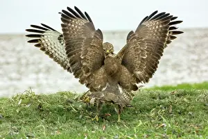 Buteo Prints: Two Buzzards (Buteo buteo) fighting over food, Marlborough Downs, Wiltshire, UK. December