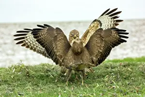 Buteo Prints: Two Buzzards (Buteo buteo) fighting over food, Marlborough Downs, Wiltshire, UK. December