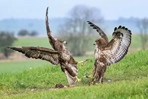 Two Buzzards (Buteo buteo) fighting over pheasant carcass, Marlborough Downs, Wiltshire, UK. December