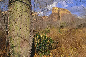 Trunks Prints: Caatinga tree. Note thorns. Drought resistant species, storing water in swollen trunk