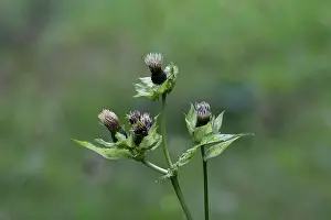Asterales Prints: Cabbage thistle (Cirsium oleraceum) in flower, Switzerland. August