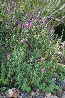 Plantain Prints: Cabo de Gata snapdragon (Antirrhinum charidemi) clump flowering