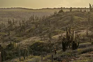 Succulents Prints: Cacti and vegetation in desert landscape at sunset