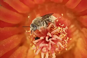 Nectaring Gallery: Cactus bees (Diadasia Rinconis) feeding on nectar and collecting pollen from Hedgehog cactus