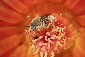 Succulents Prints: Cactus bees (Diadasia Rinconis) feeding on nectar and collecting pollen from Hedgehog cactus (Echinocereus) flower