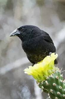 Images Dated 27th November 2012: Cactus finch (Geospiza scandens) perched on cactus flower. Espanola, Galapagos Islands