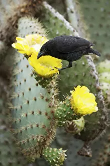 Images Dated 27th November 2012: Cactus finch (Geospiza scandens) feeding on cactus flower nectar and pollen. Espanola