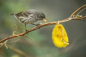 Images Dated 12th June 2020: Cactus finch (Geospiza scandens) feeding on gourd fruit, Black Beach, Floreana Island