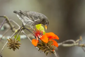 Cactus finch (Geospiza scandens) feeding on Erythrina flowers, Galapagos
