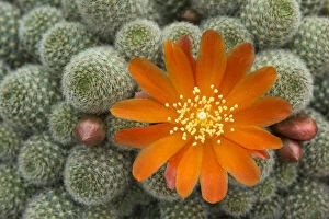 Flowers Gallery: Cactus flower (Rebutia fabrisii, var nana) cultivated plant