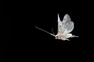 Dicondylia Prints: Caddisfly (Hydropsychidae) in flight and attracted to mercury vapour light, Lamar County