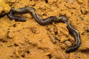 Slimy Prints: Caecilian (Hypogeophis sp.) moving through soil, Praslin Island, Seychelles