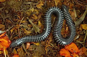 Caecilian (Siphonops annulata) amongst leaf litter, Amazon Rainforest. Ecuador